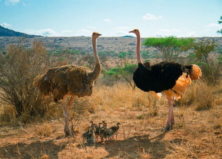 Африканский страус