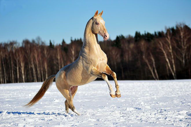 Ахалтекинская лошадь