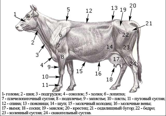 Анатомия коров