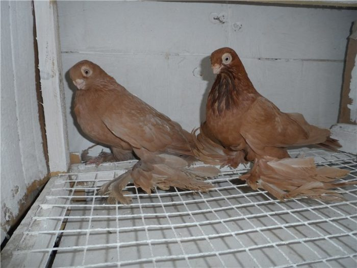 Армавирские короткоклювые голуби