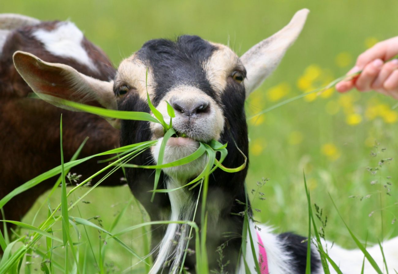 Чем кормить козу