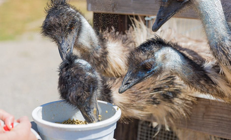 Чем питаются страусы и как правильно их кормить?