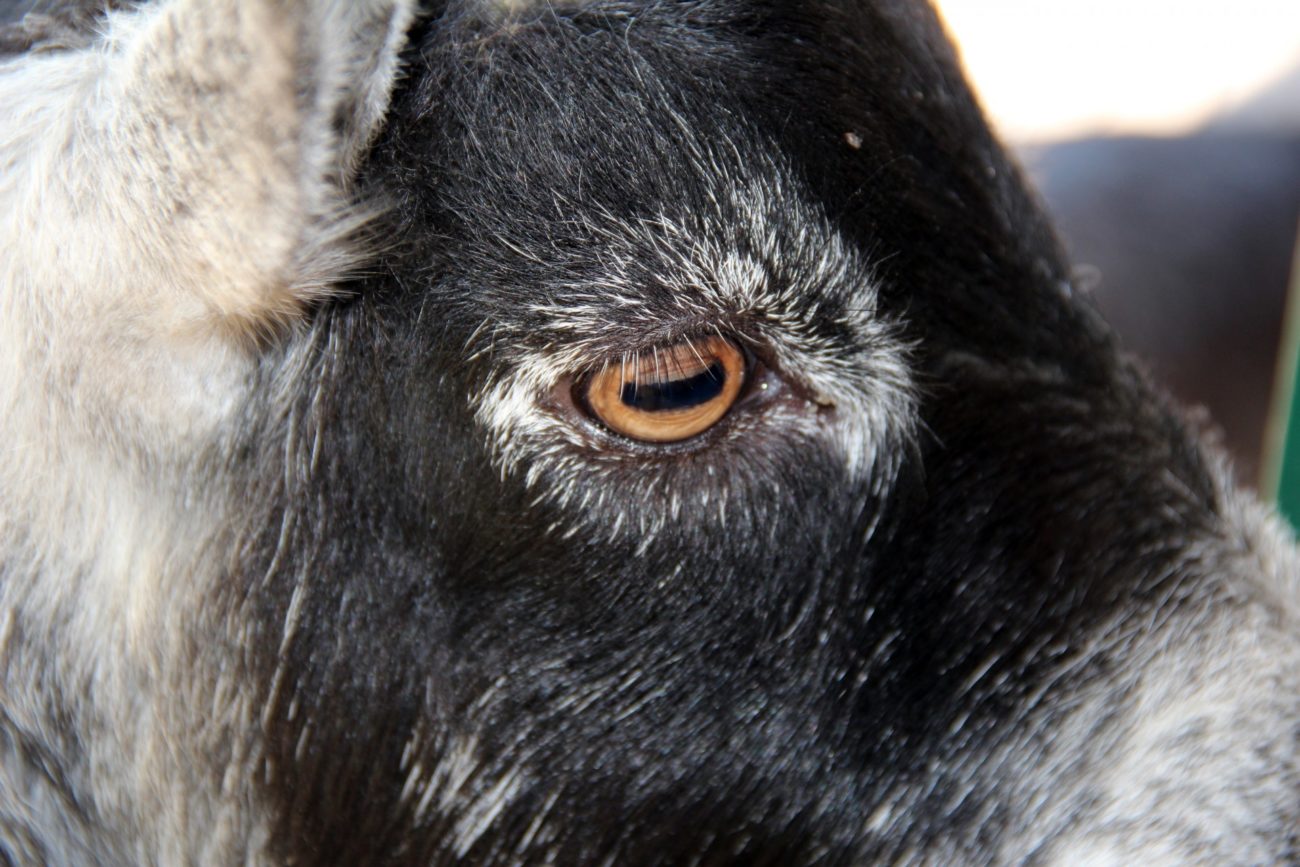 Глаза у козы