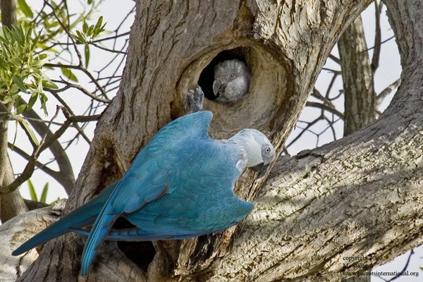 Голубой ара как вымирающий вид