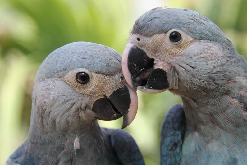 Голубой ара как вымирающий вид