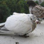 Инфекции голубей