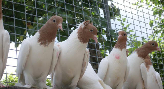 Иранские бойные голуби
