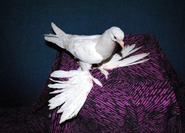 Иранские бойные голуби