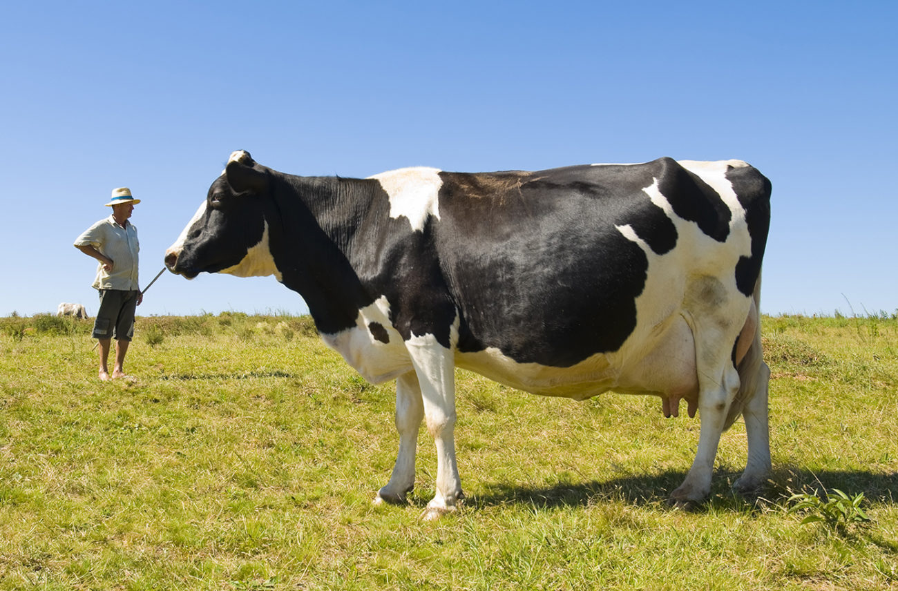 Искусственное осеменение коров