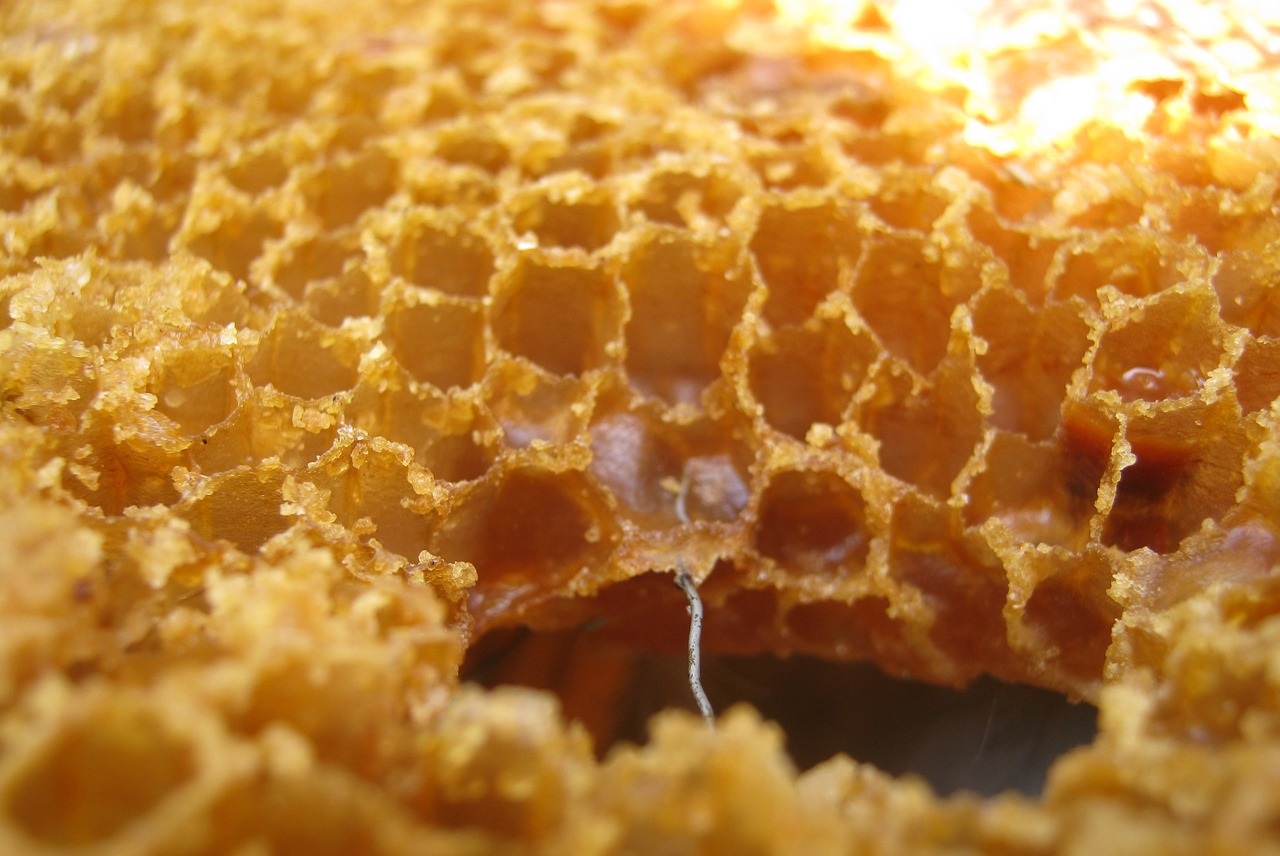 Как образуются соты пчел