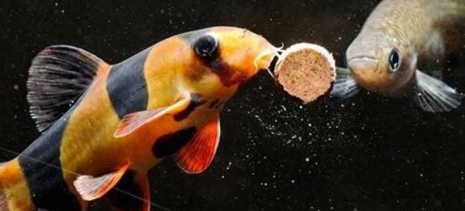 Как правильно кормить своих аквариумных рыбок