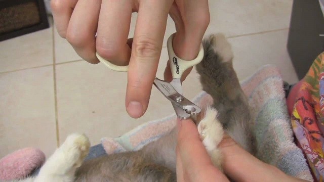 Как правильно стричь когти кролику в домашних условиях
