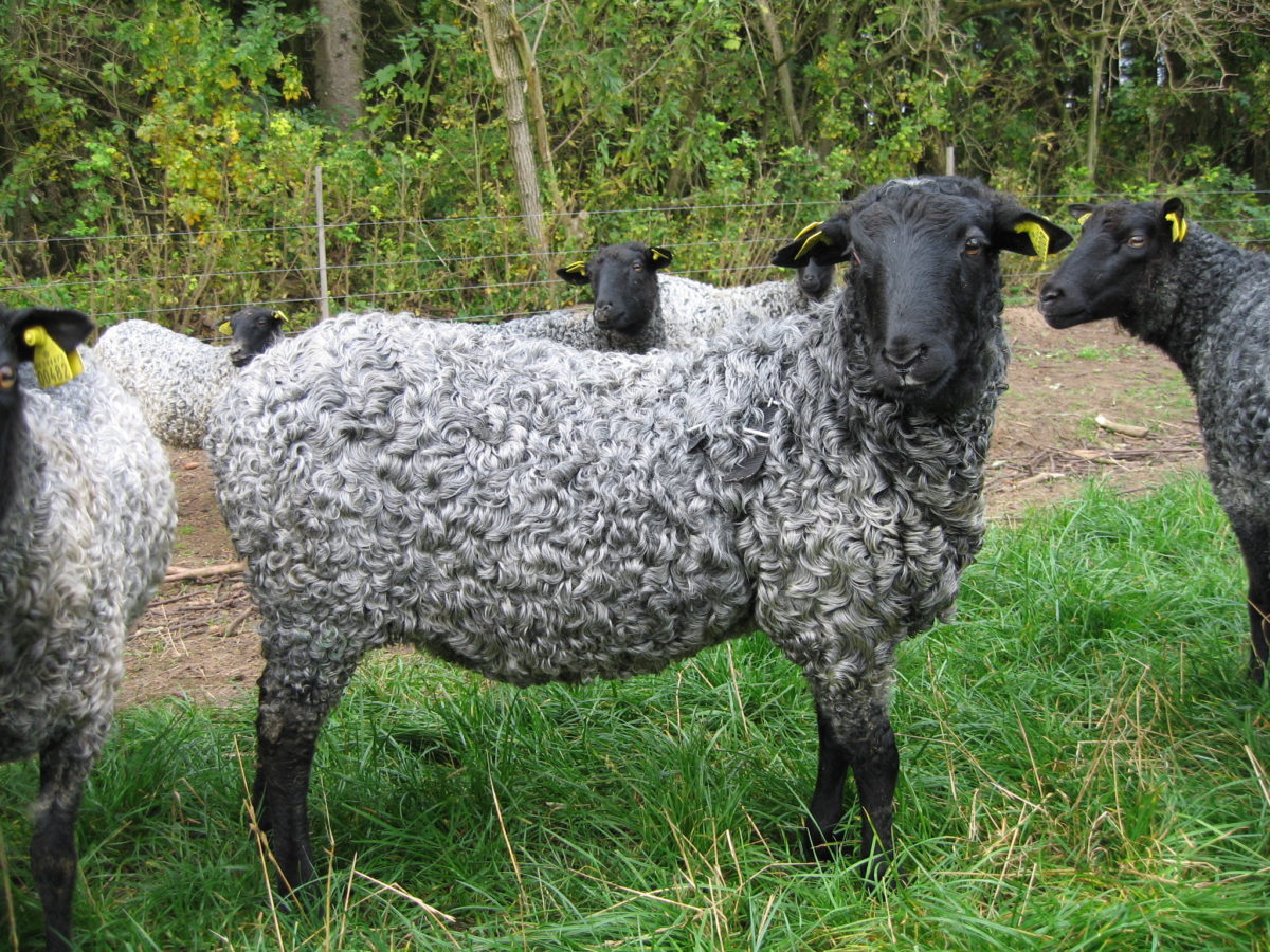Каракульская серая овца