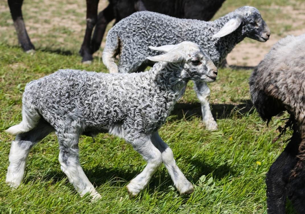 Каракульская серая овца