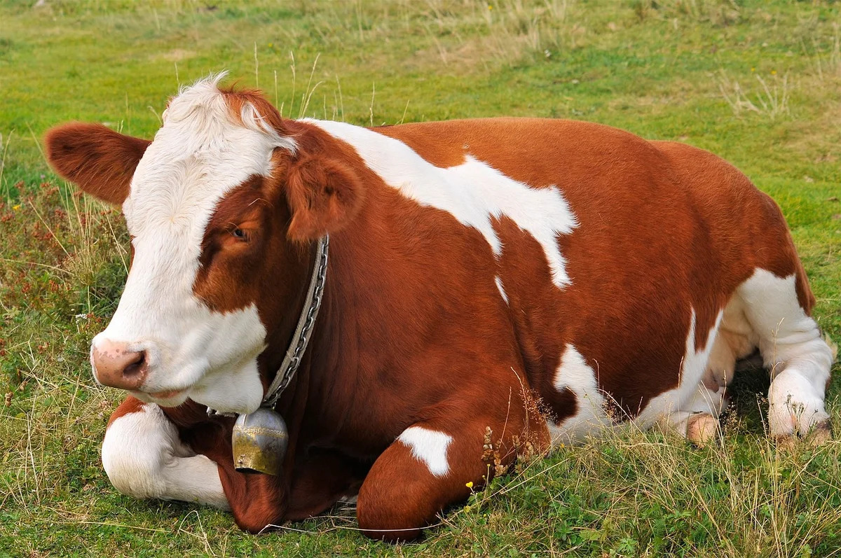 Кетоз у коровы