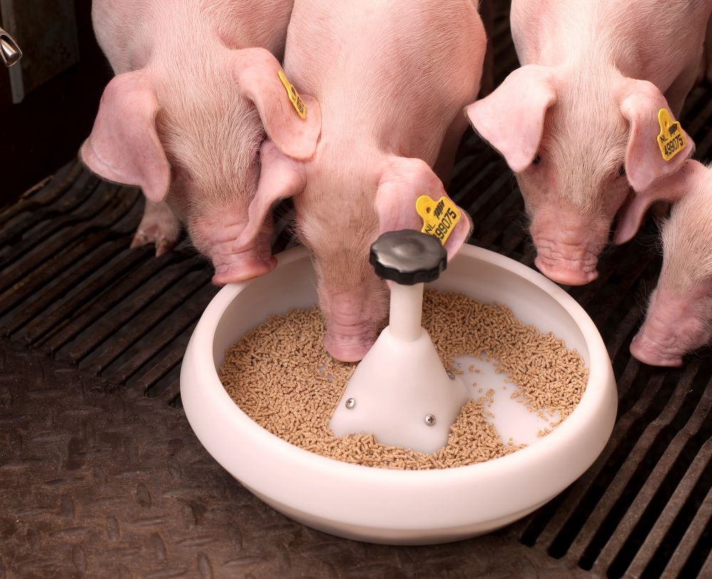 Кормление свиней