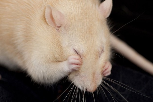 Микоплазмоз у крыс