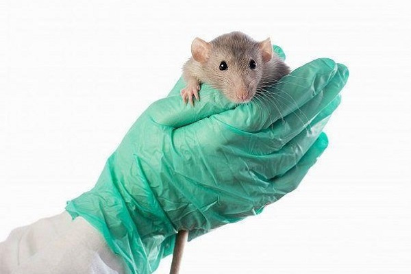 Микоплазмоз у крыс