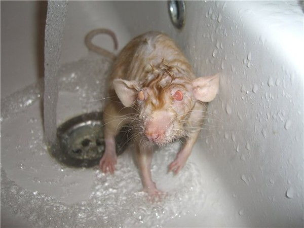 Можно ли мыть крысу