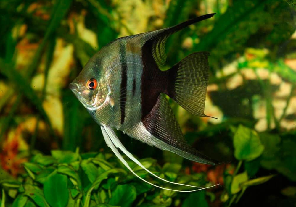 Неприхотливые рыбки для начинающих аквариумистов