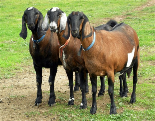 Нубийские козы