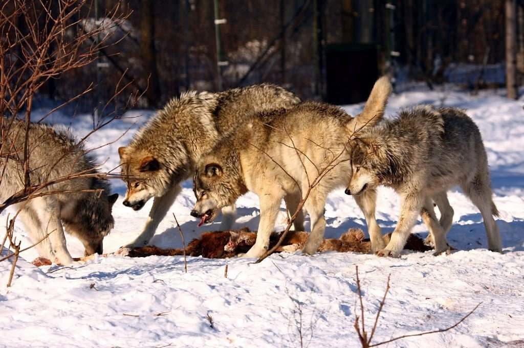Охота на волков