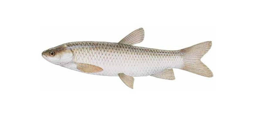Особенности рыбы белый амур