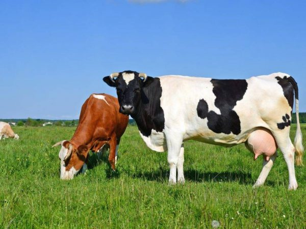 Особенности содержания дойные коров