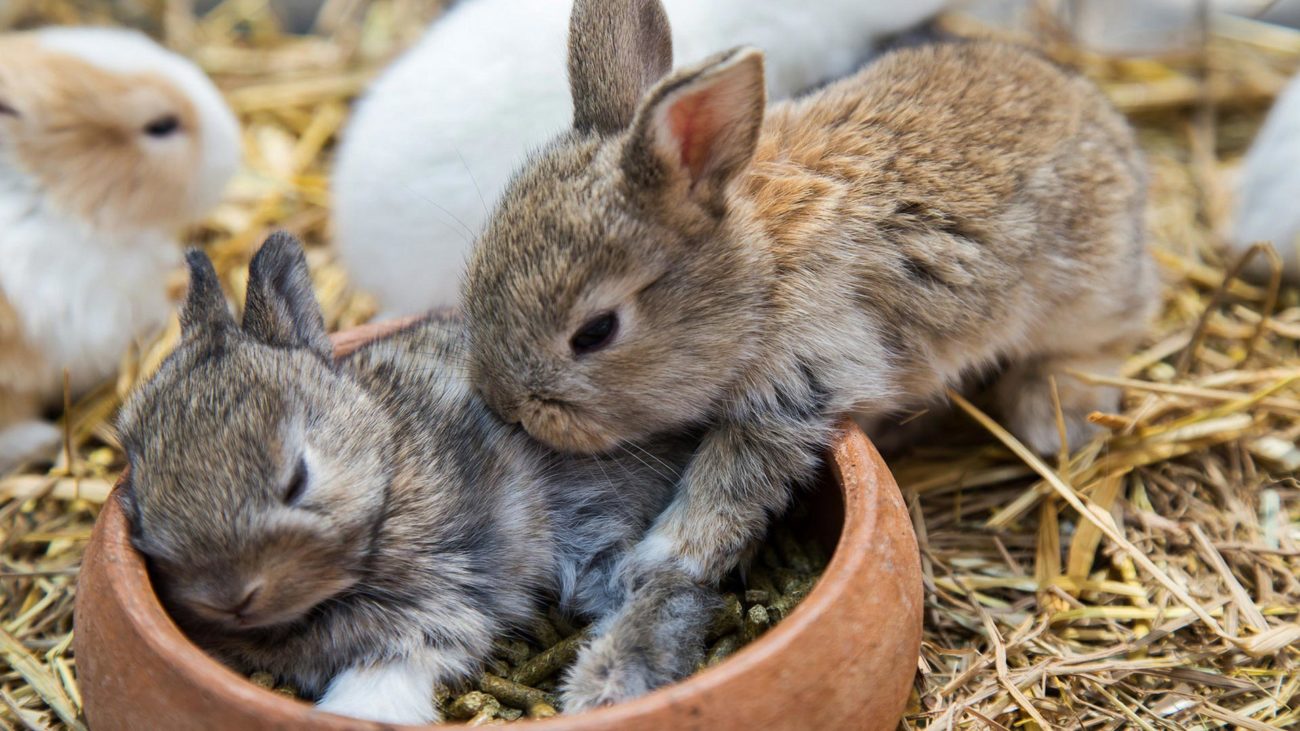 Почему погибают маленькие кролики