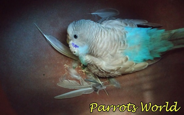 Почему попугай сидит на дне клетки нахохлившись