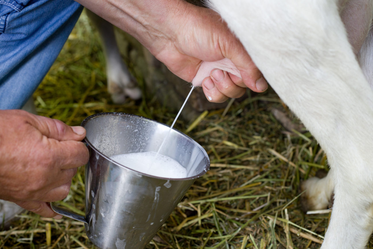 Почему у козы пропало молоко