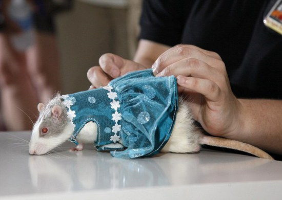 Поилка, одежда, переноска и шар для крысы