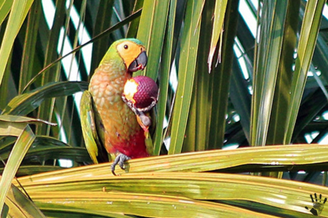 Попугаи Перу