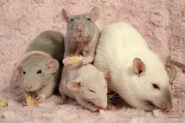 Породы декоративных крыс