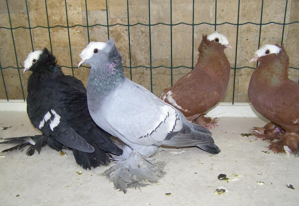 Породы высоколетных голубей с фотографиями и названиями