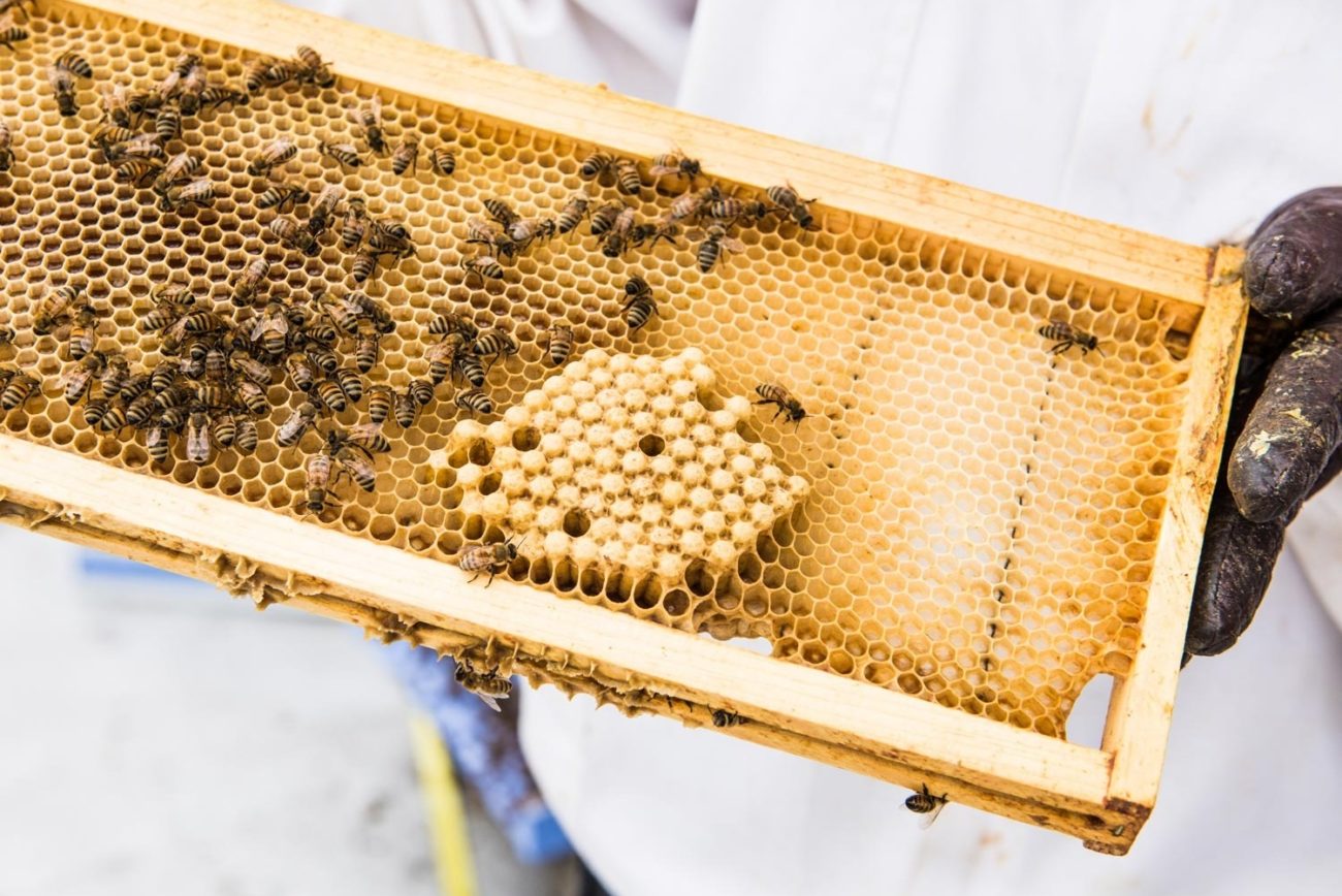 Рамки для пчел