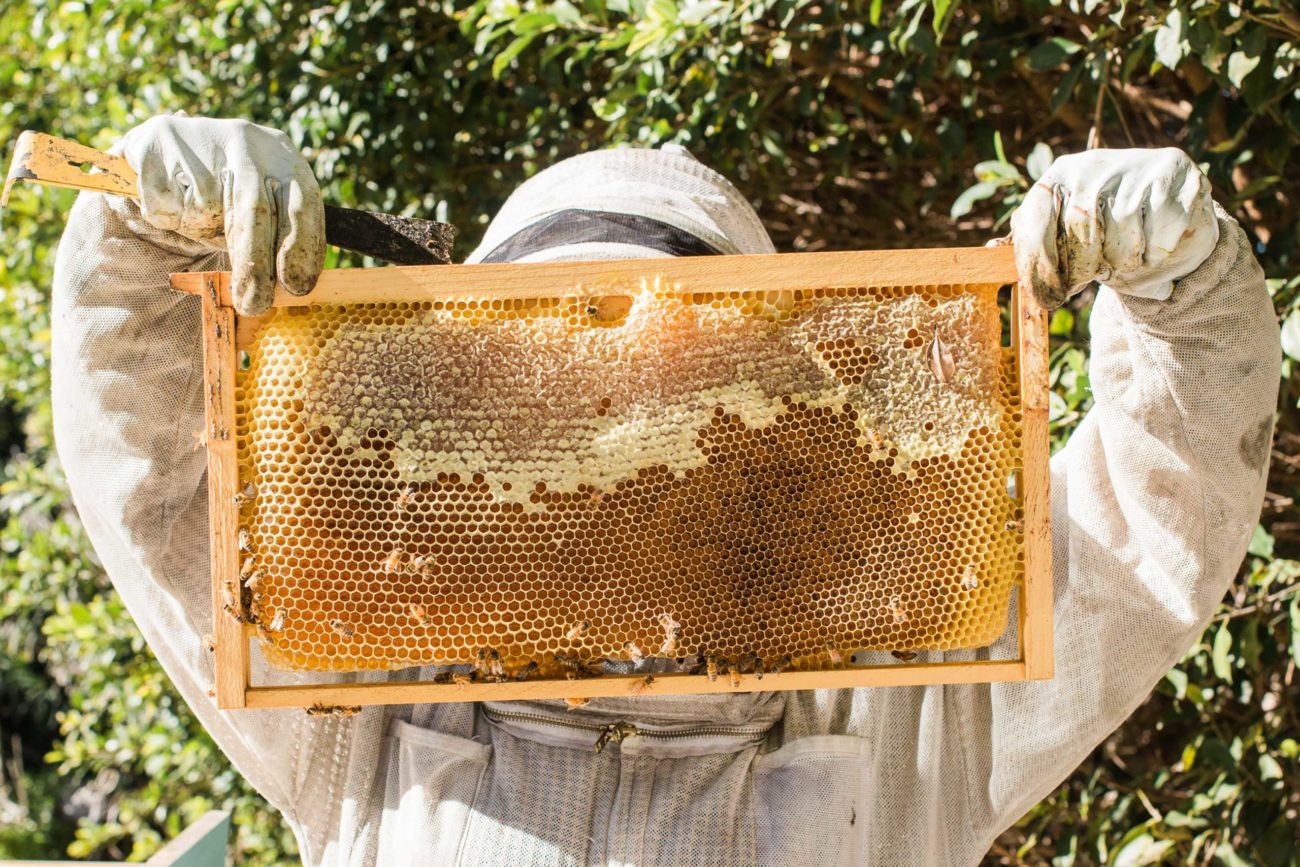 Рамки для пчел