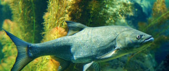 Рыба Ленок (сибирская форель)