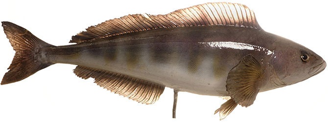 Рыба Ленок (сибирская форель)
