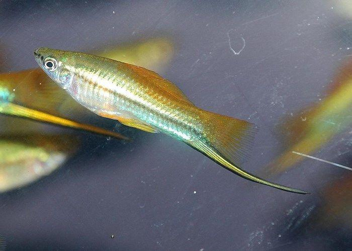 Рыбки зеленый меченосец