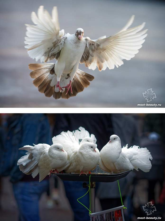 Самые красивые голуби в мире