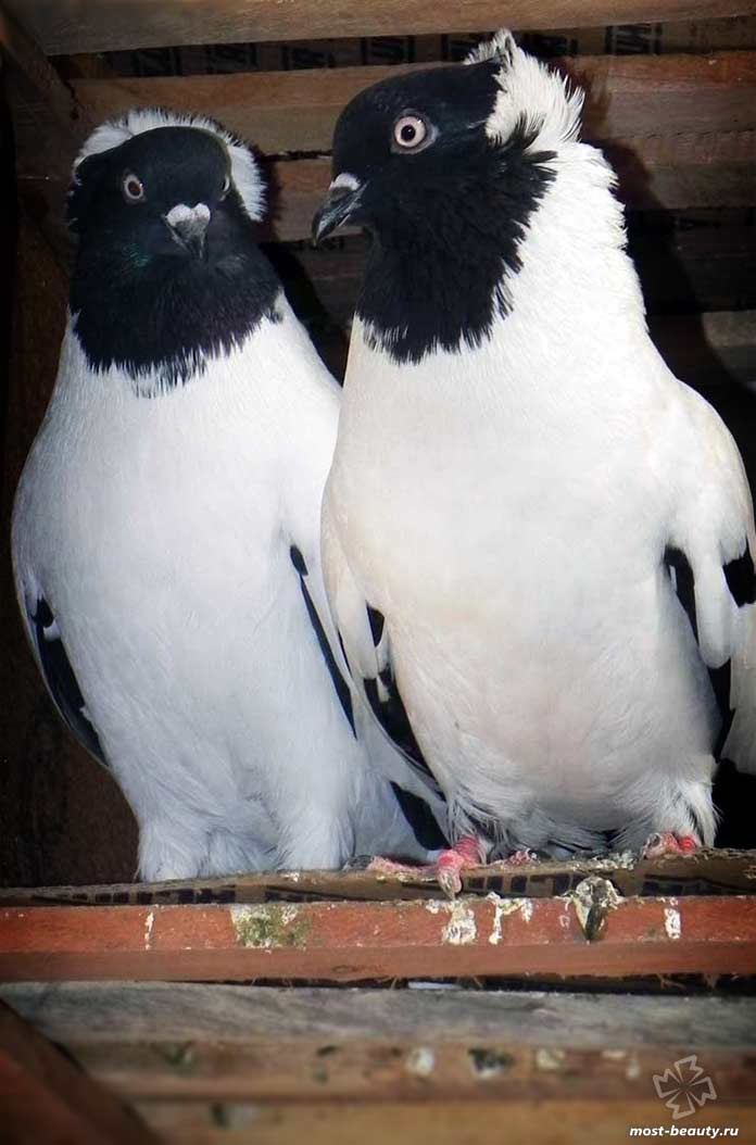 Самые красивые голуби в мире