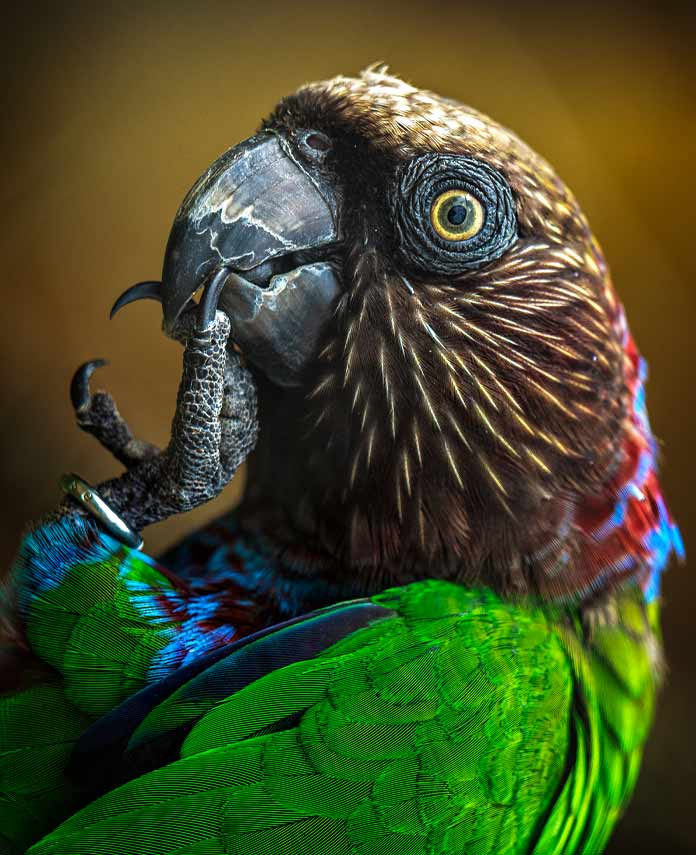 Самые красивые попугаи на Земле