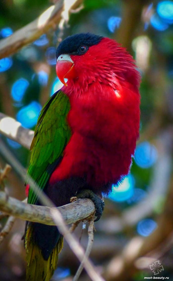 Самые красивые попугаи на Земле