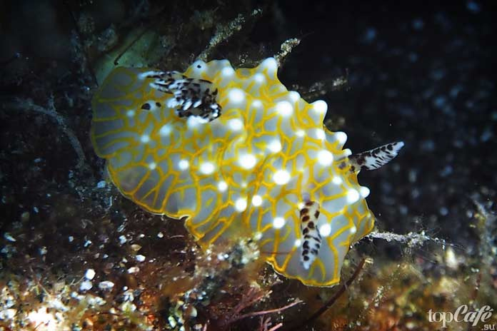 Самые необычные морские моллюски
