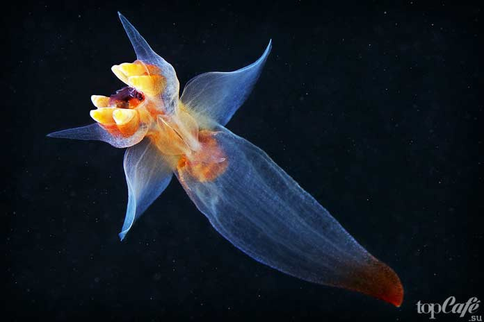 Самые необычные морские моллюски