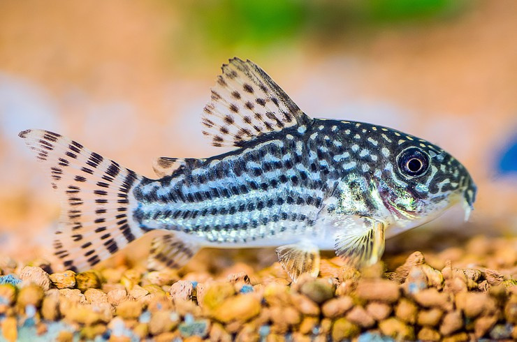 Самые популярные аквариумные рыбки с названиями и фото