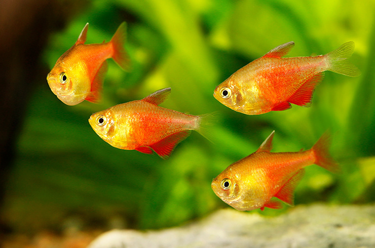 Самые популярные аквариумные рыбки с названиями и фото