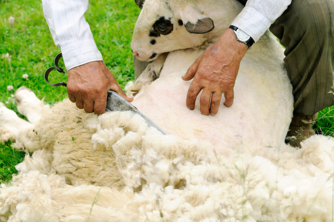 Шерсть овцы