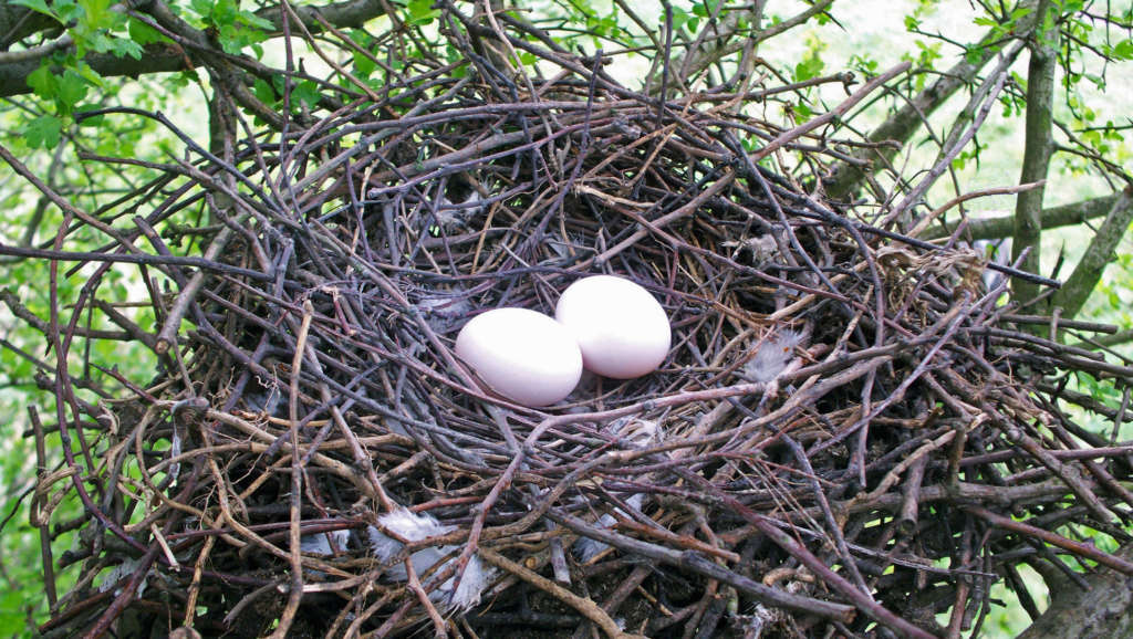 Сколько дней голуби высиживают яйца